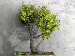 盆景树C4D模型 dwarf tree