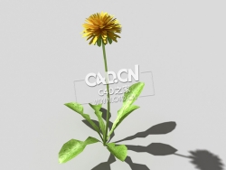 开花的蒲公英植物C4D模型 dandelion-b5 3d model