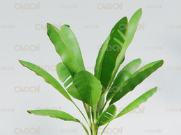 香蕉树C4D模型 Banana tree 3D model