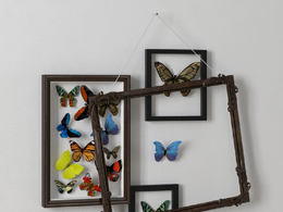 桌台装饰品：蝴蝶标本框