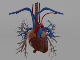 人体器官 女性心脏 人体内脏C4D模型 heart 3d model