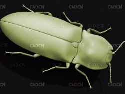磕头虫叩甲 叩头虫 昆虫甲虫C4D模型 Click beetle