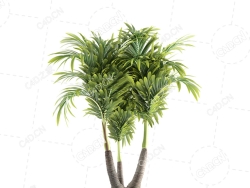 公司大厅绿色盆栽植物青棕模型三药槟榔绿植