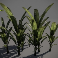 香蕉图、香蕉树苗3D模型 Free Palm Plant Pack