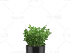 芹菜西芹盆栽 Parsley