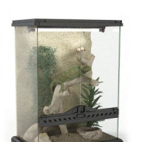 蜥蜴3D模型 Lizard 3D models