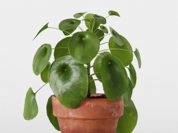 CINEMA 4D室内绿植：赤陶花盆中的茂密圆叶草独特圆形薄饼状叶片生长在细茎上照片级真