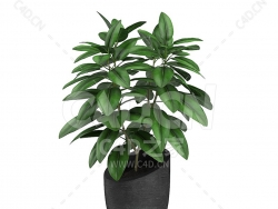 C4D平安树办公室客厅盆栽绿植模型