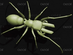 黑脚蚂蚁蜘蛛仿蚂蚁蜘蛛 昆虫C4D模型 Antmimicking Spider