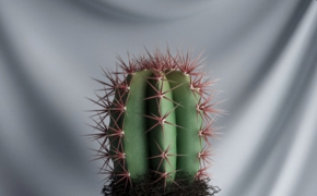 室内景观植物：仙人球C4D模型 Cactus