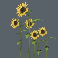 向日葵C4D模型 Sunflower 3D MODEL