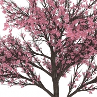 桃树 桃花C4D模型 Peach 3d model