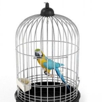 鹦鹉3D模型、鸟笼3D模型 Parrot and Cage 3D models