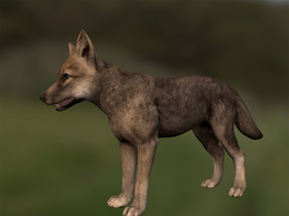 小灰狼狼崽wolf-quest-coats-summer-wolf-cub