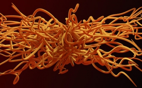 C4D参数随机样条曲线插件 Umami 1.2 热门版 希格斯玻汉化 支持 R13-R16