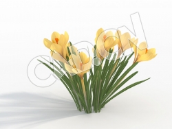 C4D黄色番红花模型 Crocus_F