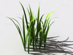 野草植物C4D模型 wild-grass-d2