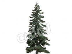 C4D挪威云杉欧洲云杉松树北罗汉松模型 Picea abies 3d model