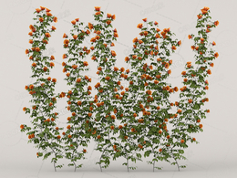 围墙爬藤蔷薇花橙色月季花C4D模型Roses - Wall - 1.60 m