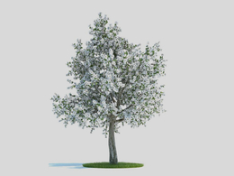 梨树 梨花 果树C4D模型 Pyrus 3d model