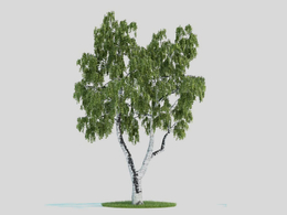 白桦树 景观树 大树 桦木C4D模型 Betula 3d model