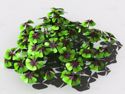 酸浆草酸酸草斑鸠酸三叶酸酸咪咪钩钩草植物C4D模型 oxalis-b1