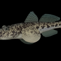 海洋动物模型：鱼3D模型 Haze