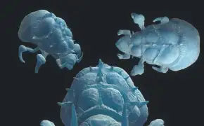 C4D虫族毒爆虫雕刻建模zerg baneling