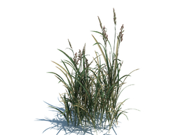 菵草c4d植物杂草模型下载Beckmannia hirsutiflora v3