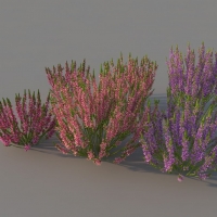 紫红色花卉植物:石南属植物、石南花C4D模型 Heather