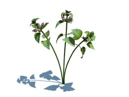 野芝麻c4d植物杂草模型下载Lamium purpureum v2