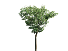 景观树木：桉树三维模型plant-46