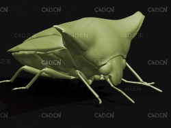 日本羚椿象 昆虫甲虫C4D模型 Alcimocoris japonensis