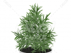 C4D袖珍椰子办公室客厅盆栽绿植模型