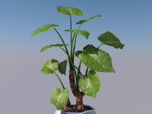 植物3D模型 滴水观音3D模型 盆景3D模型