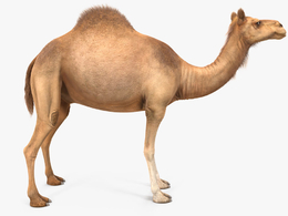 骆驼3D模型 Camel