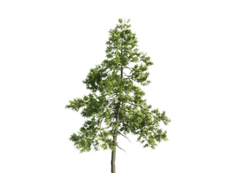 景观树木：蓬莱松三维模型plant-25