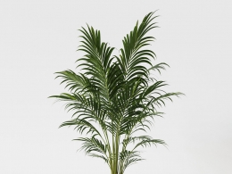 CINEMA 4D室内绿植：白色花盆中的茂密散尾葵凤尾竹多个弯曲羽状叶片细节丰富的热带室