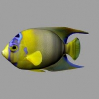 热带鱼3D模型 Poisson-Ange-Royal - Fish-angel-royal