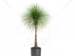 C4D酒瓶兰办公室客厅盆栽绿植模型