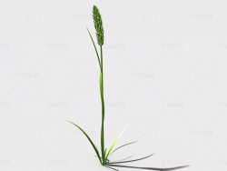 提摩西草猫尾草植物C4D模型 timothy-grass-b3