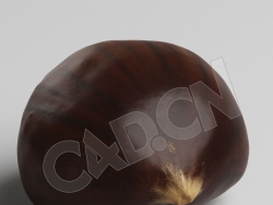 C4D板栗模型 Chestnut