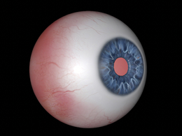 真实人眼球模型3D Eye Model