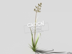 根际草常绿草根草植物C4D模型 bent-grass-a2 3d model