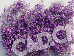 C4D爬藤花卉三叶梅 模型 Bougainvillea glabra 3d model