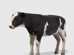 高精度黑白花小奶牛3D模型calf-animations含多格式动画与高清贴图材质支持主流引擎应用calf