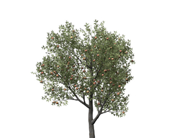 桃树C4D模型 peach tree 3d model