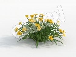 C4D大花萱草黄花模型 Hemerocallis_D