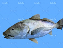 黄花鱼C4D绑定动画模型 corvina c4d model