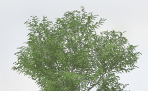 日本核桃树C4D模型 Japanese Walnut